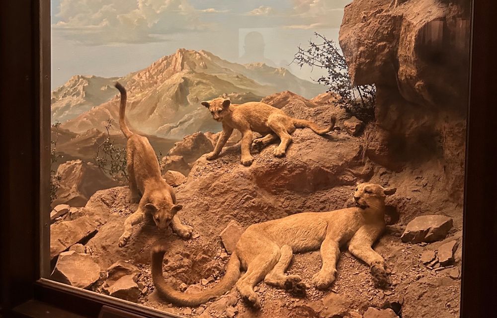 A cougar diorama crafted in the 1930s, a remote Sierra Nevada scene. The mother cougar rests, one cub bats at her tail, the other cub watches. The tan cats are camouflaged among the rocks.