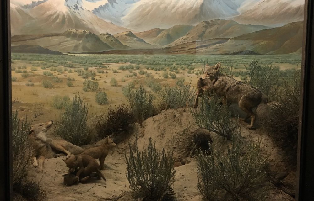 A coyote diorama crafted in the 1950s, set in the foothills of the Sierra Nevada. A male holds a jackrabbit in his jaws. The female attends to the pups who wrestle and nap.