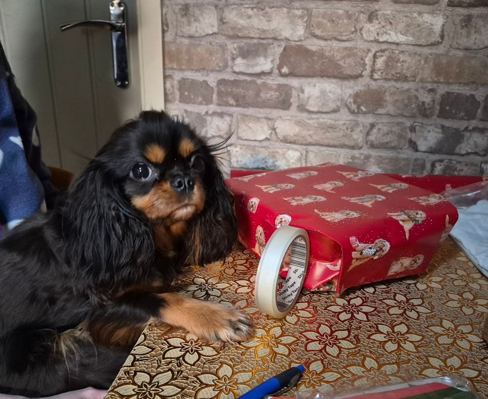 A small brown Cavalier KC Spaniel sitting at a table, in front of some sellotape and a partially-wrapped Christmas gift, looking fed up.