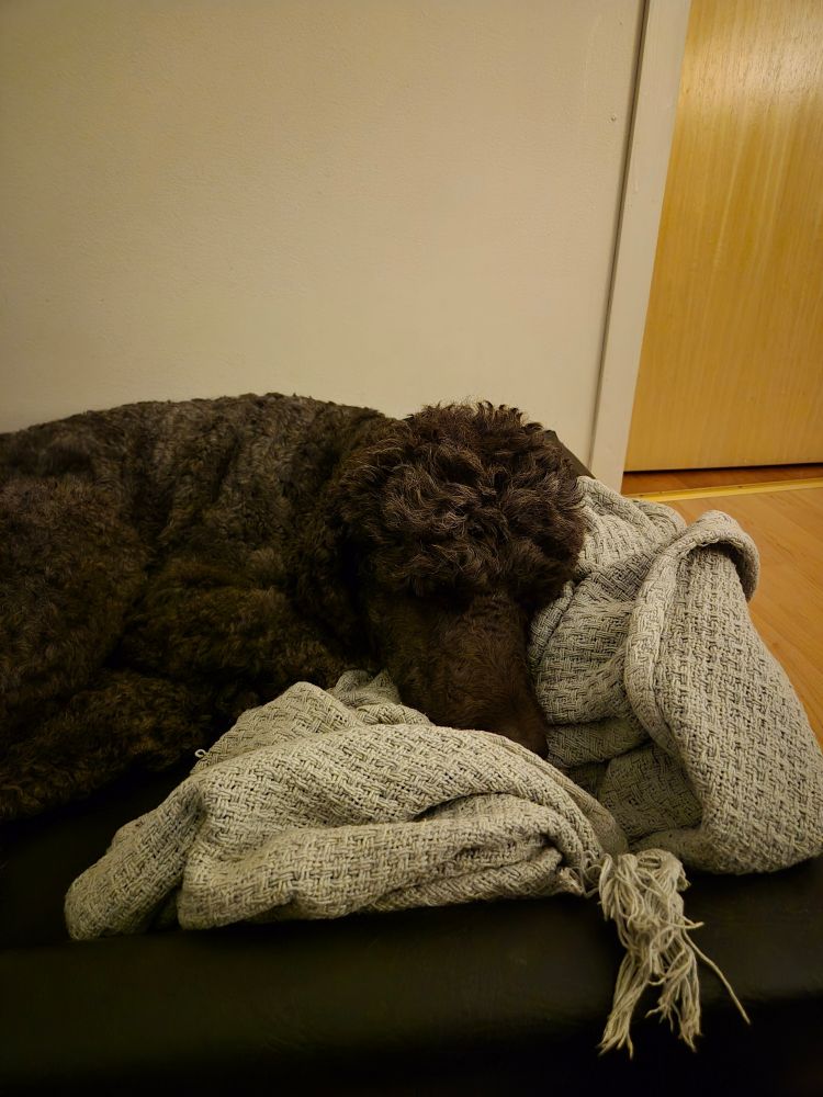 Brun storpuddel ligger i sort hundeseng med et lyst teppe oppi.