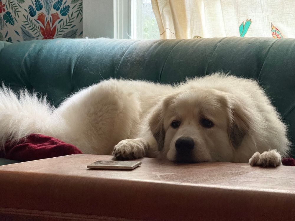 A 1 year old Great Pyrenees sits dejectedly on a turquoise couch. She really promises not to damage it, just go back to what you were doing. She’s perfectly innocent. 