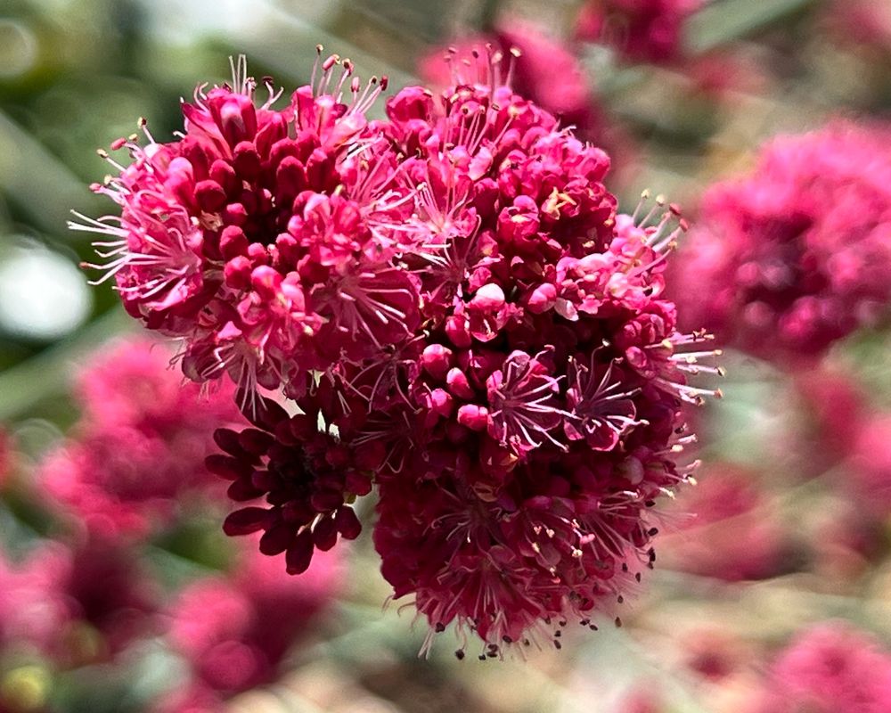 Red Flowering Buckwheat