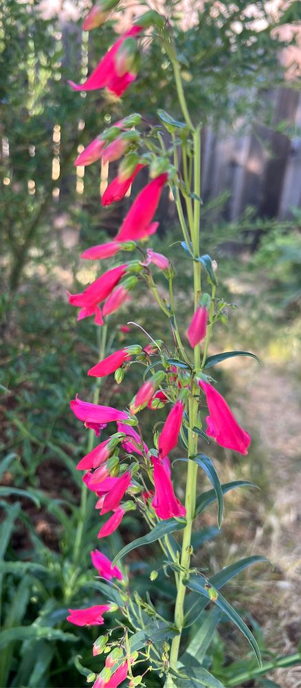 Firecracker penstemon that I planted last year is blooming for the first time. 