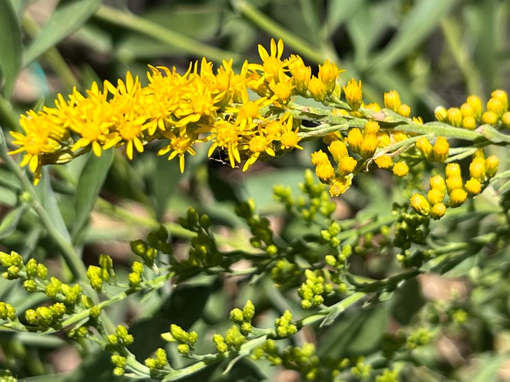 Solidago californica is already starting to bloom in my garden....possibly too much water as I establish other plants nearby. 