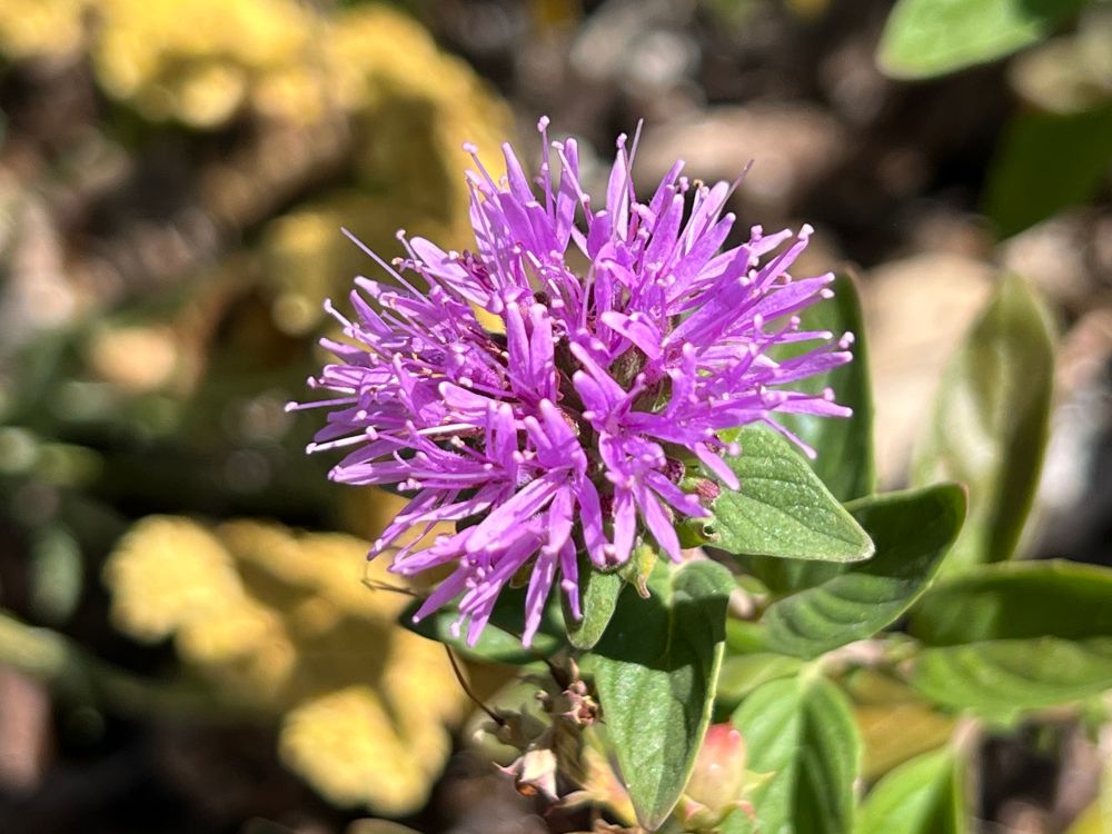 Coyote Mint (Russian River) 