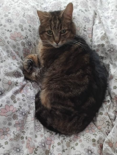 A large tabby cat lying on a foral quilt cover.