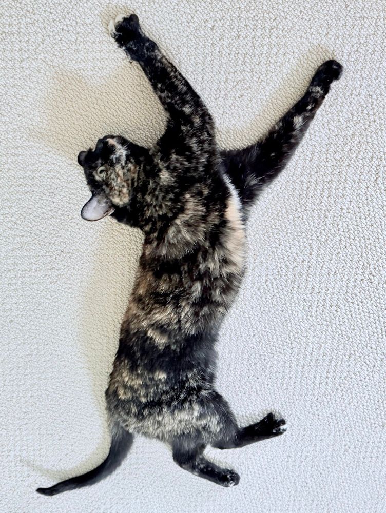 Dark tortoiseshell cat stretched out on her left side on tan Berber carpet.