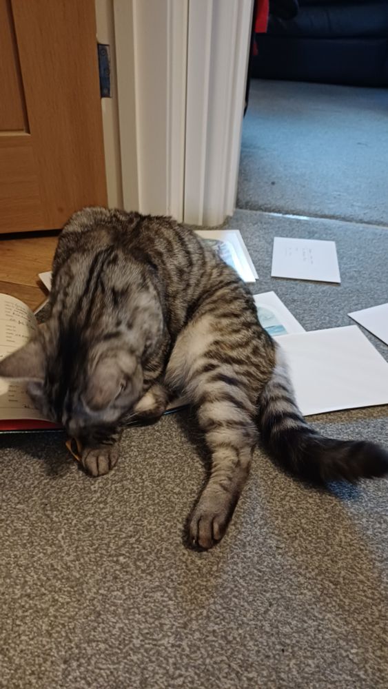 Silver tabby cross ragdoll sat on an address book surrounded by cards.