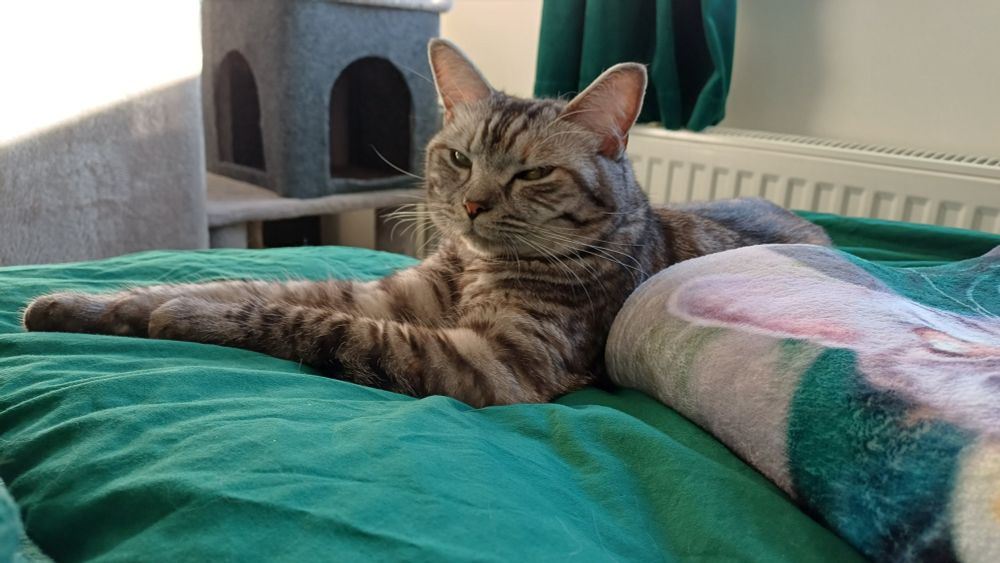 Silver tabby cross ragdoll lying on a bed with 'kissy eyes'.