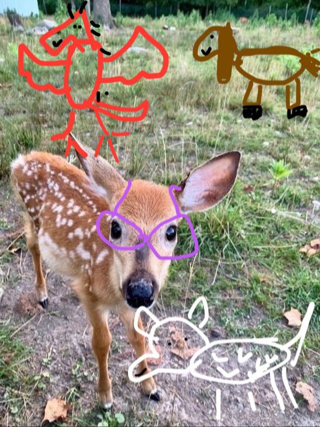Real life picture of a fawn with drawn on purple glasses MS Paint style with a drawn in MS paint style Wolf, Donkey, and Dragon drawn in with the detail of a kids drawing 