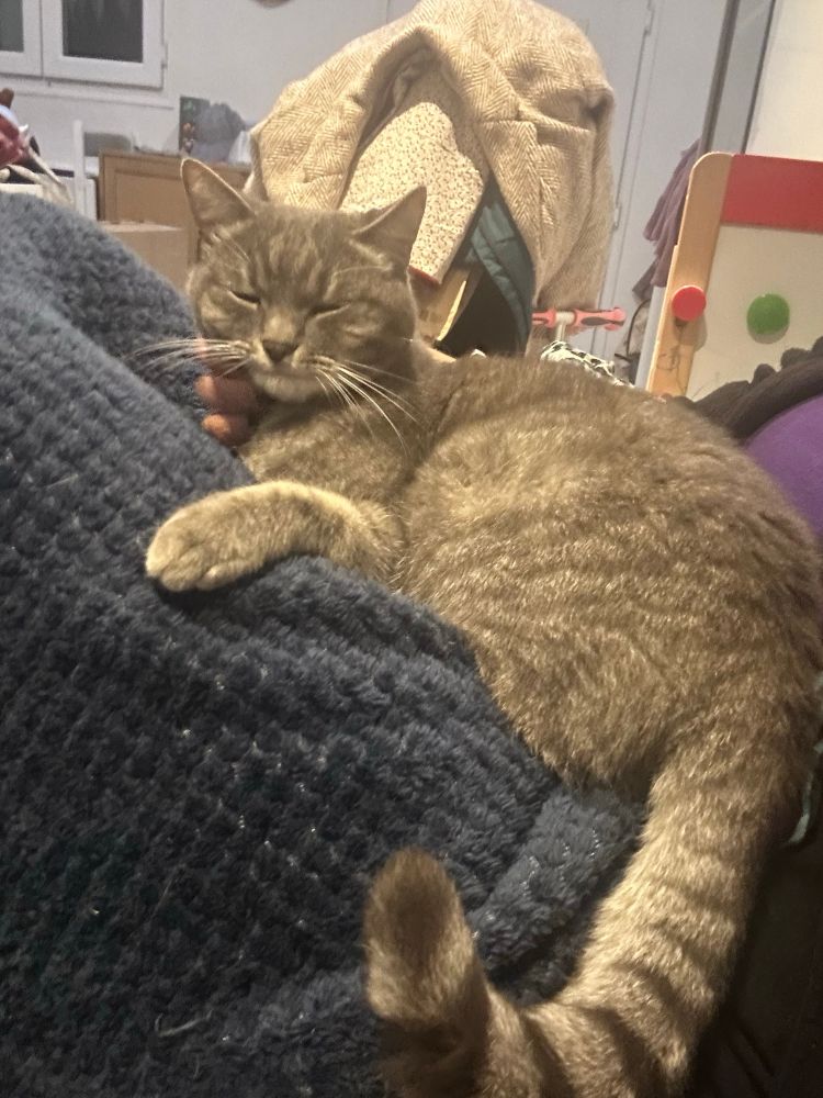 Chat gris allongé sur humaine qui lui gratouille le menton. Il a les yeux plissés de bonheur 