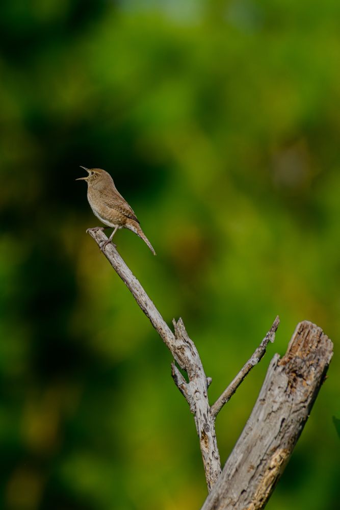 A House Wren expressing his views on current US politics. 