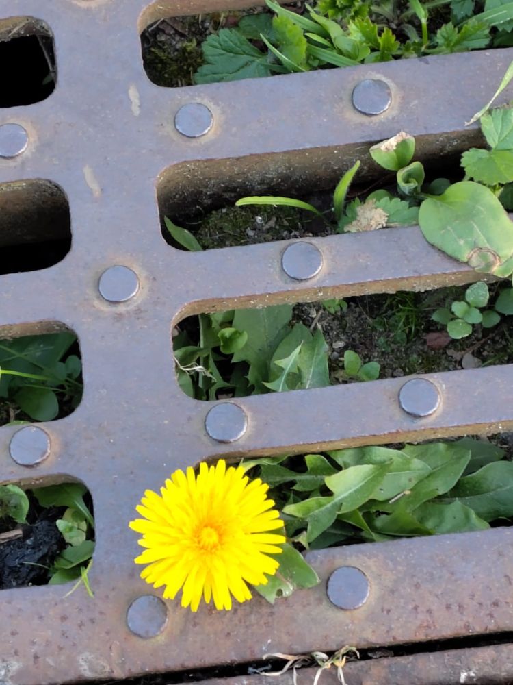 Eine wunderschöne, leuchtend gelbe Löwenzahnblüte streckt sich durch das Gitter des Abflussrostes.