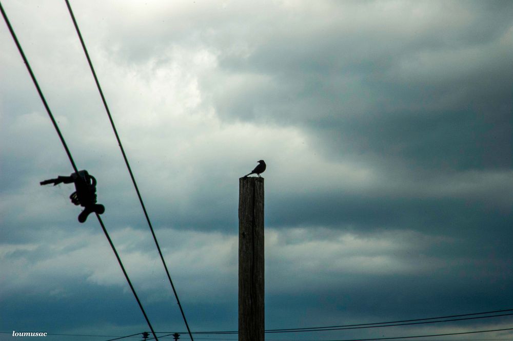 A bird sits at the top of a utility pole as if it was sizing up the upcoming storm. The sky is filled with dirty blue and pale white rain clouds. 