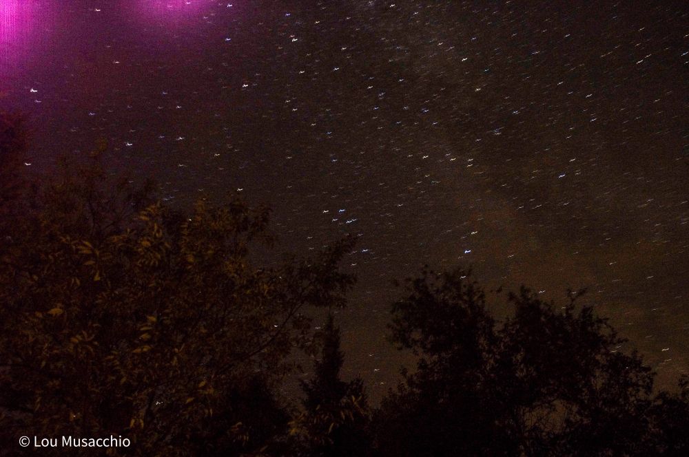 Stars streaking across the night sky. There are trees in the lower part of the photo. 