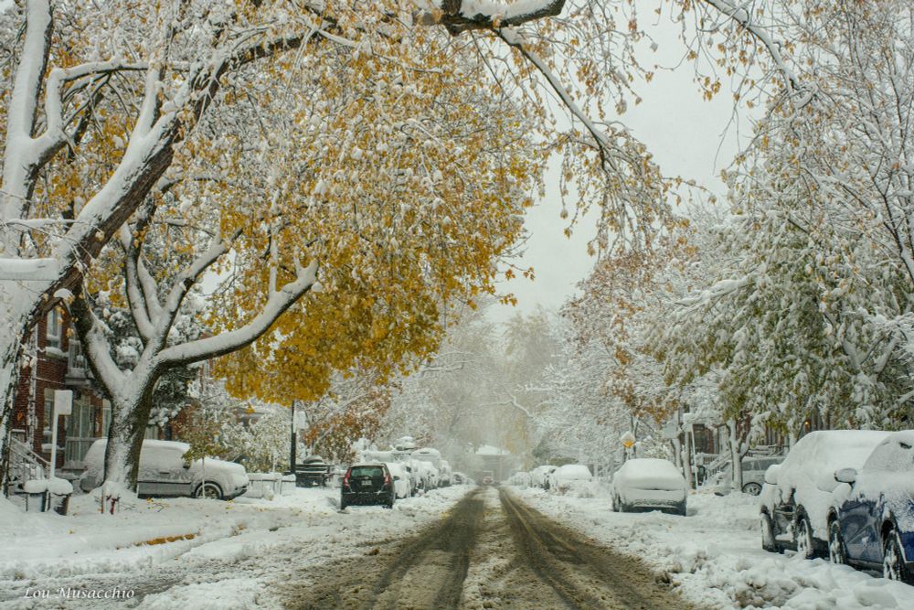 Stephens street in Verdun decorated in snow. Tree branches are heavy with it too.