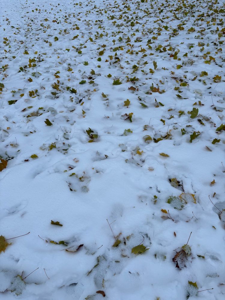 a patch of autumn leaves covered in snow