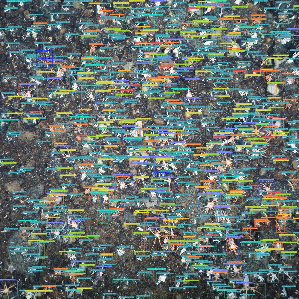 An example output from our framework. An image of the Antarctic seafloor, with hundreds of organisms on it. The organisms each have a bounding box around them, a class label, and a confidence score produced by our framework. 