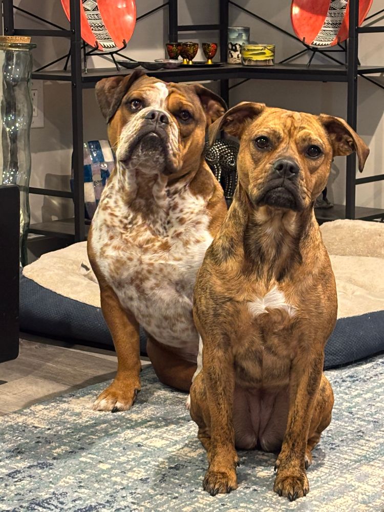Two dogs—one brown brindle with a white splash on her chest and the other a brown bulldog with a white chest and brown ticking—sit alertly with pricked ears. 