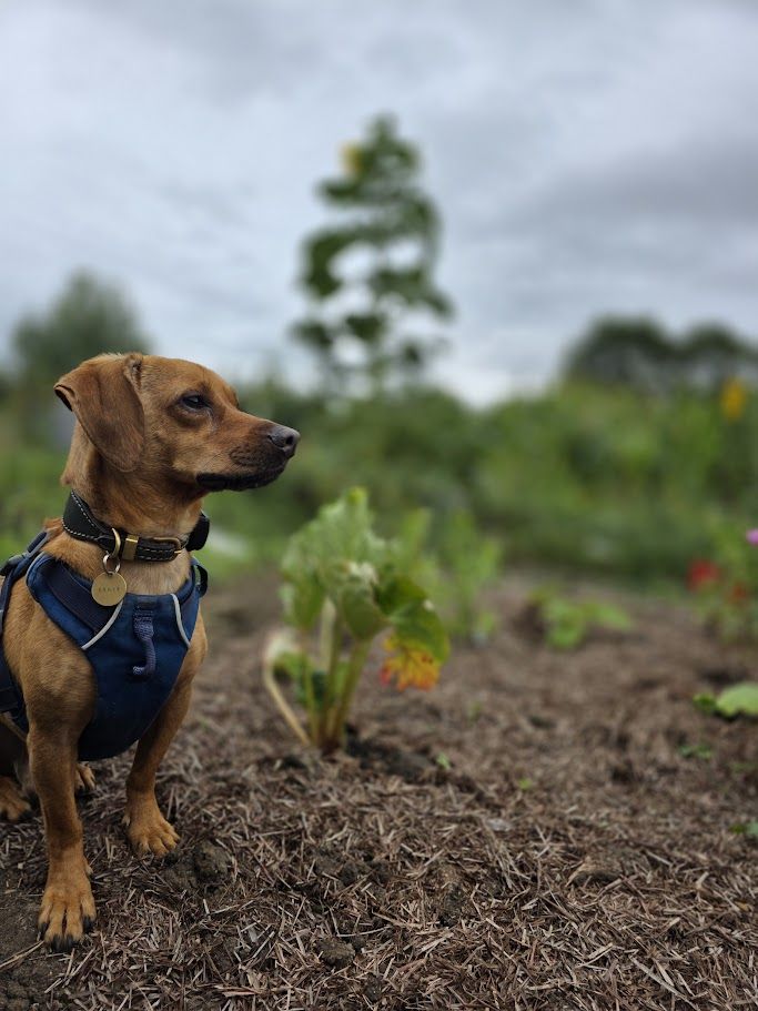 a small, very cute dog is sat to the left side of the photograph. he's wearing a dark blue harness and a dark green collar. he is sat on a strulch bed next to some rhubarb that's not long been planted. in the background, it is very verdant and green, and you can make out what appears to be a tree, but it is in fact a sunflower. it's massive.