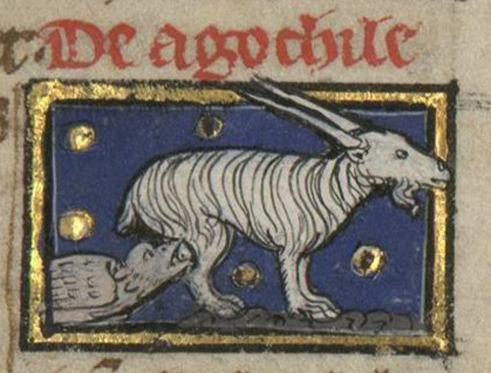 Medieval illustration of a nightjar suckling on a goat.