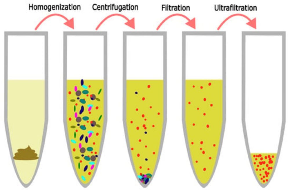 Choice of Ultrafilter Affects Recovery Rate of Bacteriophages