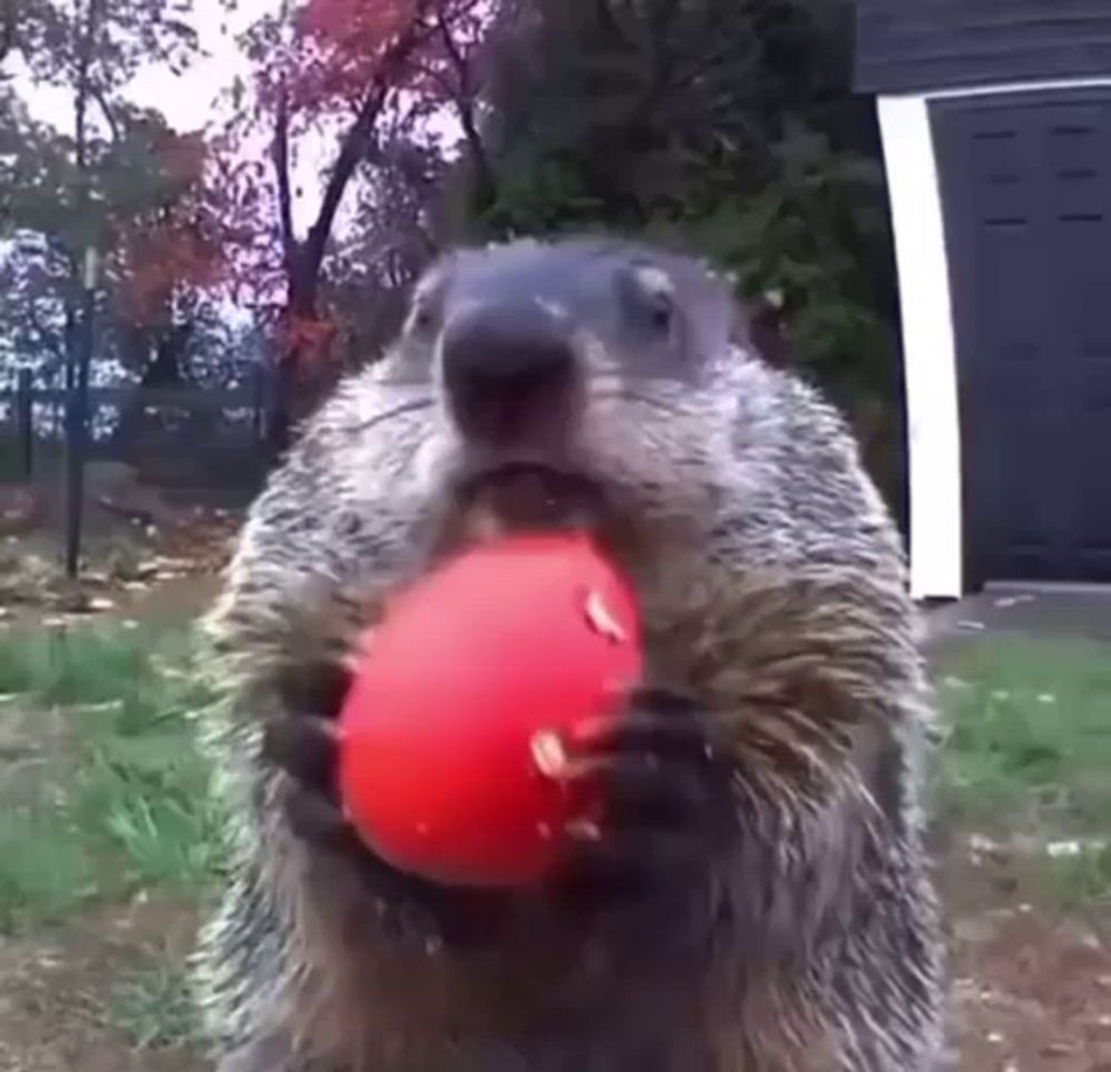 a groundhog is holding a red ball in its mouth