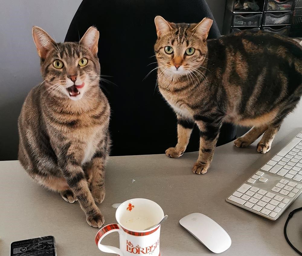 Two cats on a desk having morning coffee.