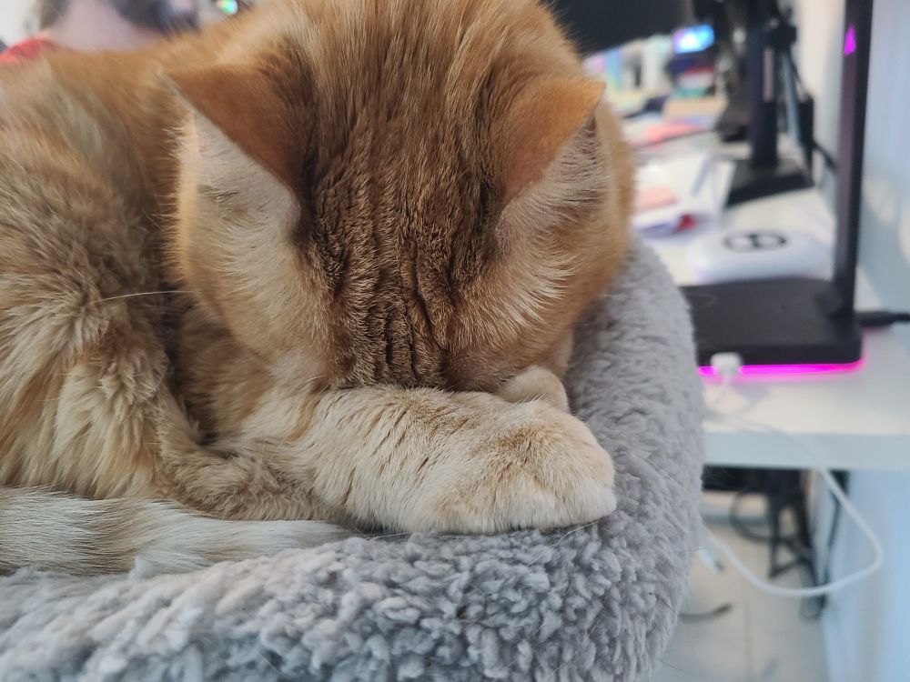 A close up of an orange cat with his face buried between his paws. Only his ears and forehead are visible.