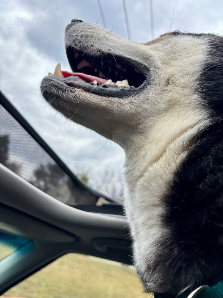 Happy husky enjoys riding in a car with the sunroof open
