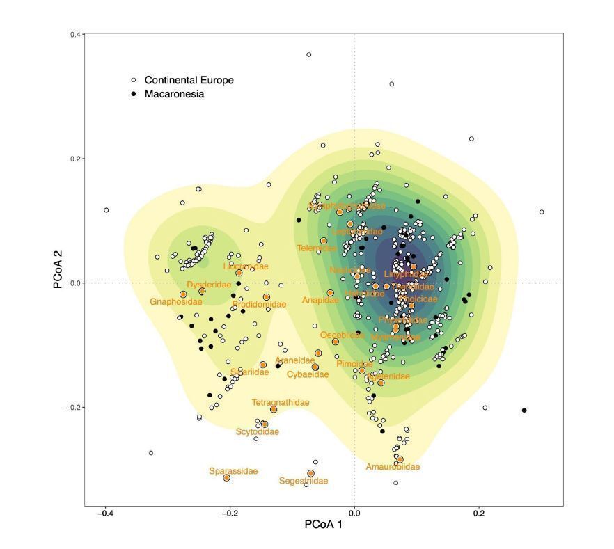 Graph showing the trait space representation for Macaronesian subterranean spiders. The plot is based on the first two axes of a principal coordinate analysis describing the trait similarity among species. Small black and white dots are individual species, and large orange dots are the centroids for each family. Colour gradient reflects the density of species, with a higher density in darker areas, and, in turn, highly represented trait combinations.