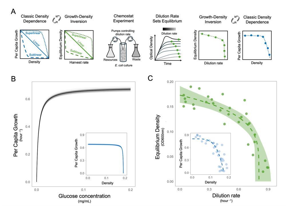 (A) Schematic of the experimental approach where the classic density dependence perspective (blue) is inverted (green) to overcome the challenges of manipulating densities. We varied the dilution rate of chemostats and quantified densities at equilibrium (when growth rate is equal to dilution rate) to study the shape of density dependence. (B) Parameterized Monod growth function with 100 posterior draws representing uncertainty. Inset shows the analytical prediction for the density dependence of this parameterized consumer–resource model. (C)
Inverse θ-logistic model fitted to the experimental data with 95% credible intervals. Inset shows the same data and model with axes inverted to give the classic density dependence perspective.