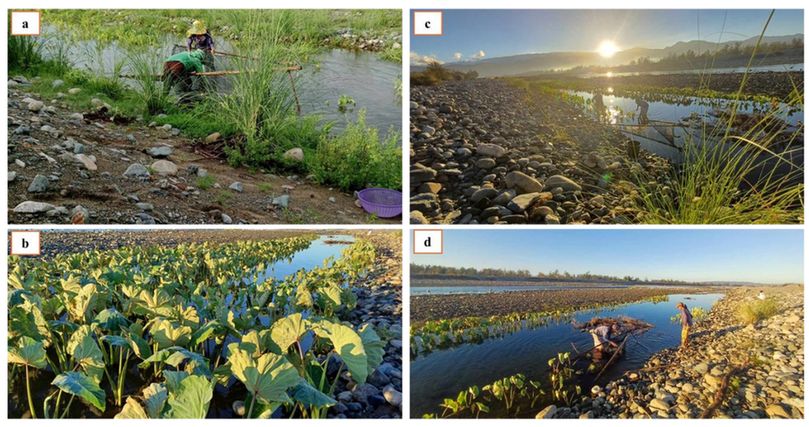 Sampling sites where O. luzonensis was collected: Site 1 (a,b) and Site 2 (c,d).