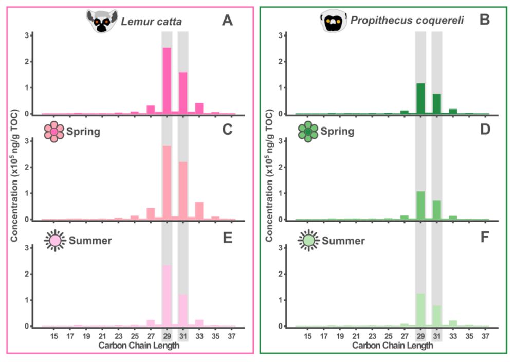 The concentration in ng/g TOC of n-alkanes extracted from 92 Lemur catta and 76 Propithecus coquereli faecal samples. Panels A, B) give the average concentration of all faecal samples; panels C, D) give the average for measurements on faecal samples collected during the Spring (May-June); panels E, F) give the average for measurements on faecal samples collected during the summer (August-September).