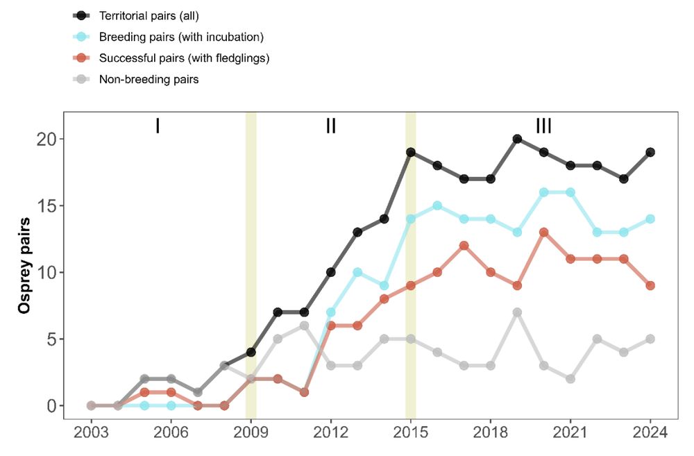 Evolution of the breeding population of Ospreys in southern Iberia from the
beginning of the reintroduction project (2003) to the last records (2024).