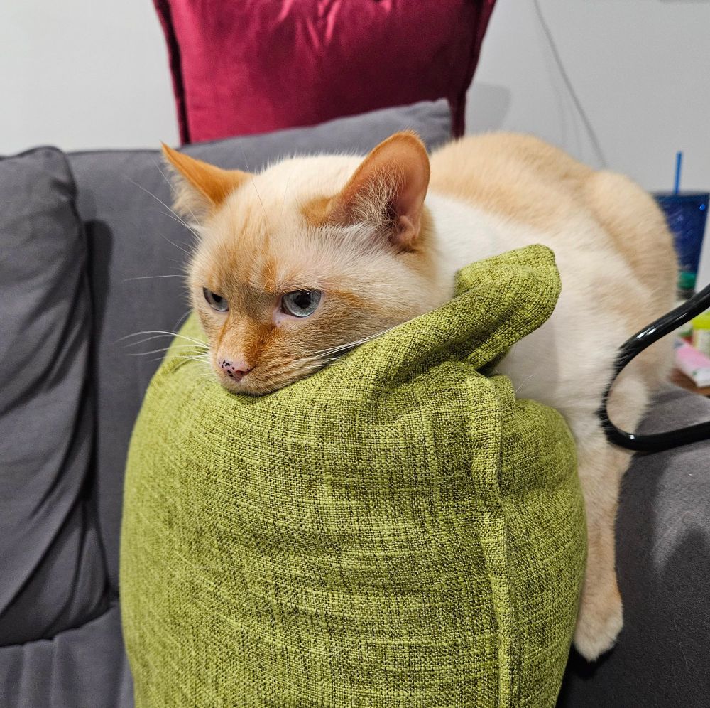 A large flame-point cat has bonelessly draped himself over a large pillow and is staring off into the middle distance like he's reconsidering his life choices.