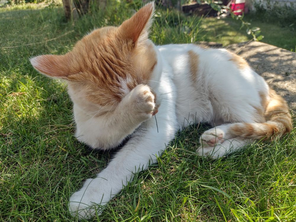 Cheddar lies in the grass and washes his face with his paw. 
