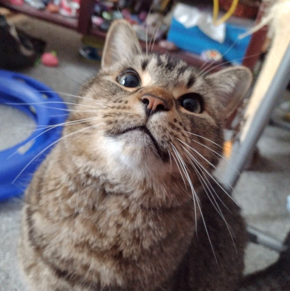 Figgy sits and looks up at the camera with big eyes. 