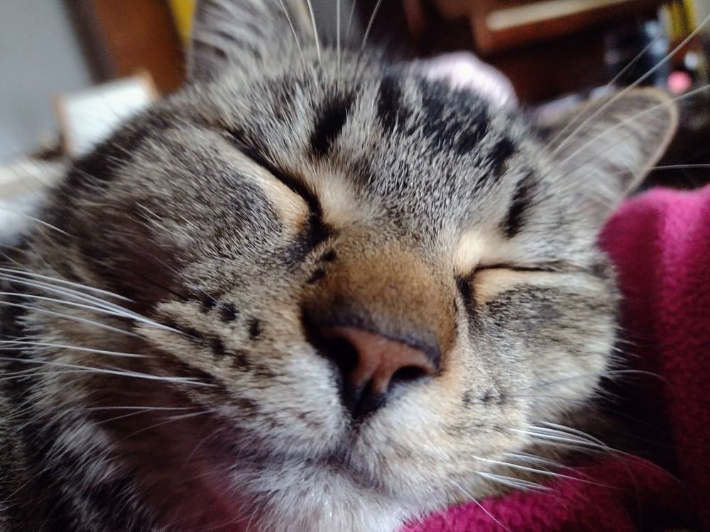 Closeup of Figgy as he sleeps in his mama's arm. 