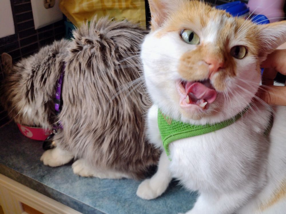 Socky, on the left, eats from a bowl. Cheddar is sitting to the right of the image, and his mama is holding onto his harness to stop him from eating more of Socky's food. Cheddar is turned towards the camera, with his mouth open as he's about to lick his lips. 