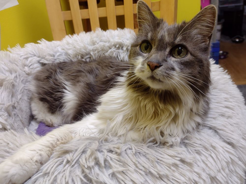 Socky lies in her plushy donut bed. She is looking slightly upward and to the left. 