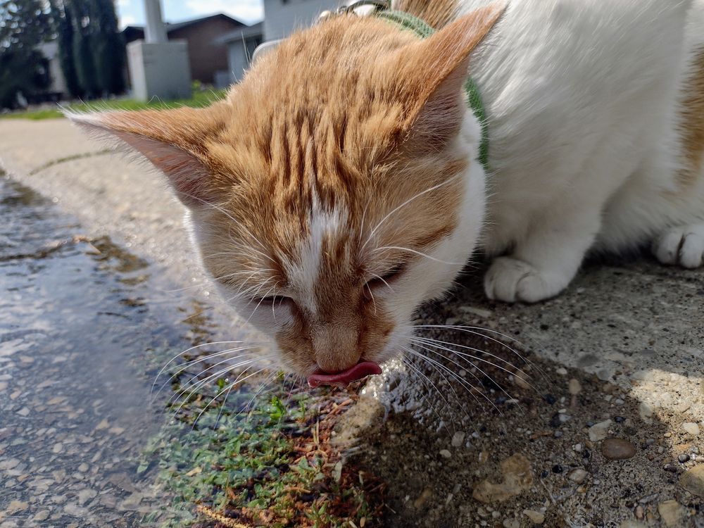 Cheddar crouches low on the sidewalk and drinks from a river of water flowing down the road. 