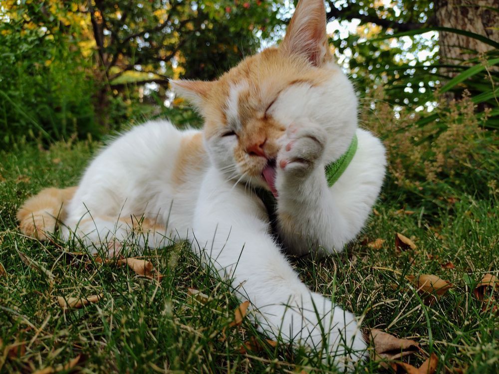 Cheddar lies in the grass in he shade. His eyes are closed as he licks his left paw. His right paw is outstretched in front of him. 