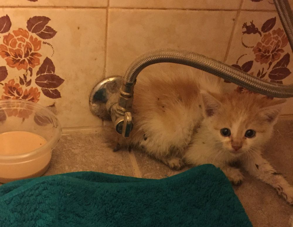 Cheddar, as a tiny 5-week old kitten, is muddy and scared. He's lying on the floor by a turquoise towel and a bowl of kitten milk.