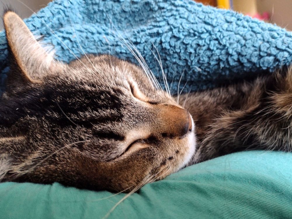 Closeup of Figgy as he sleeps on his mama's arm, covered in a blue blanket. 