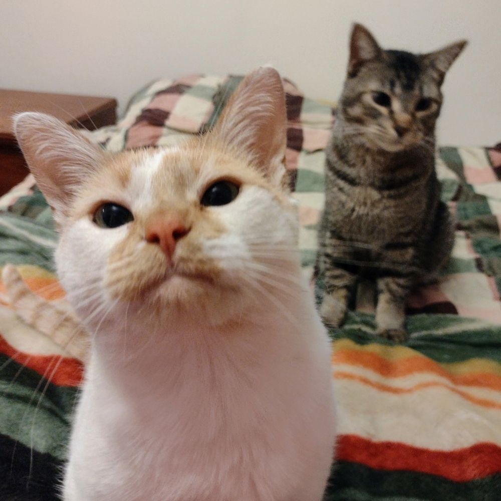 Cheddar sits on a bed, looking at the camera with a serious yet satisfied expression on his face. Behind him, Figgy sits and looks off to the side.