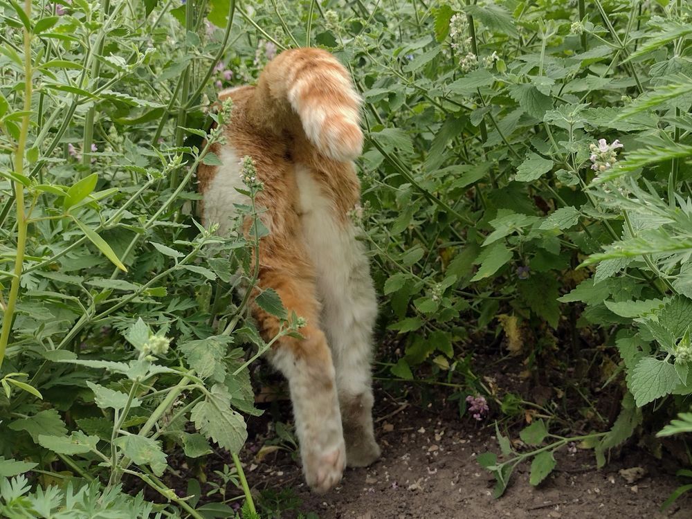 Rear view of Cheddar as he walks through the catnip.