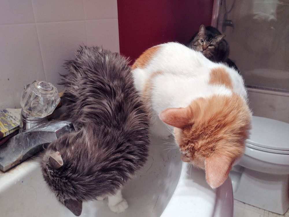 Socky, left, drinks from the sink as Cheddar, sitting beside her, closely watches. In the background, Figgy can be seen watching. 