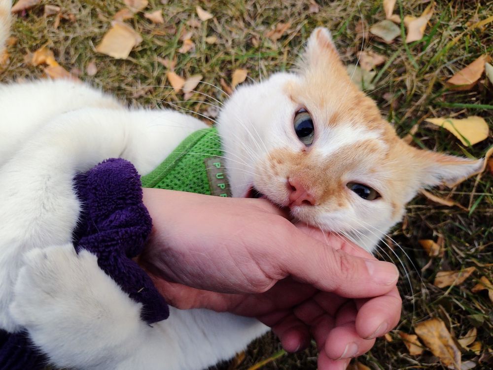 Cheddar has his arms wrapped around his mama's arm, and he is biting his mama's hand while looking at the camera. 