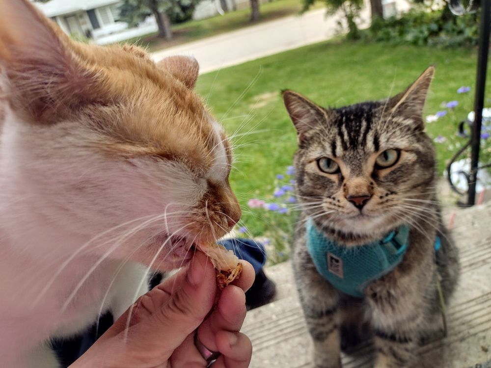 Cheddar takes a bite of a piece of palmier pastry that his mama is holding in her hand. Figgy sits nearby, looking on with a sad expression. 